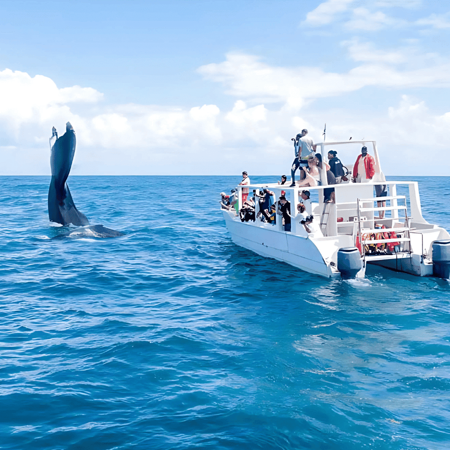 Punta Cana: Whale Watching and Bacardi Island Day Trip