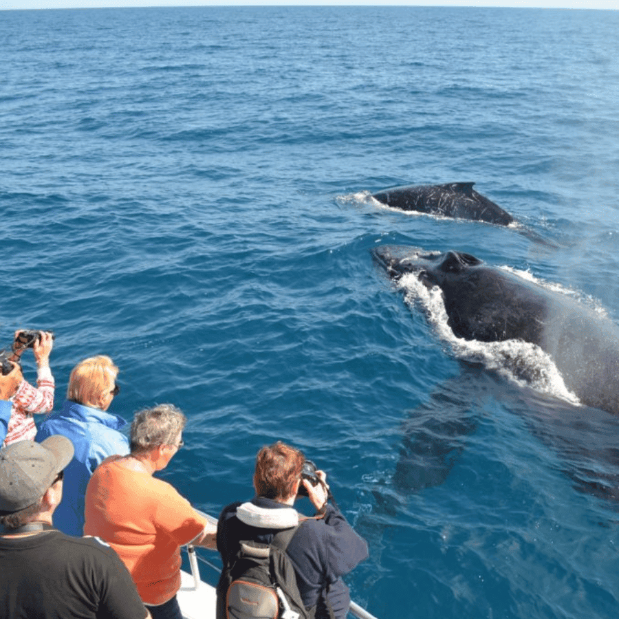Private Whale Watching Catamaran Samaná | Cayo Levantado Island Tour