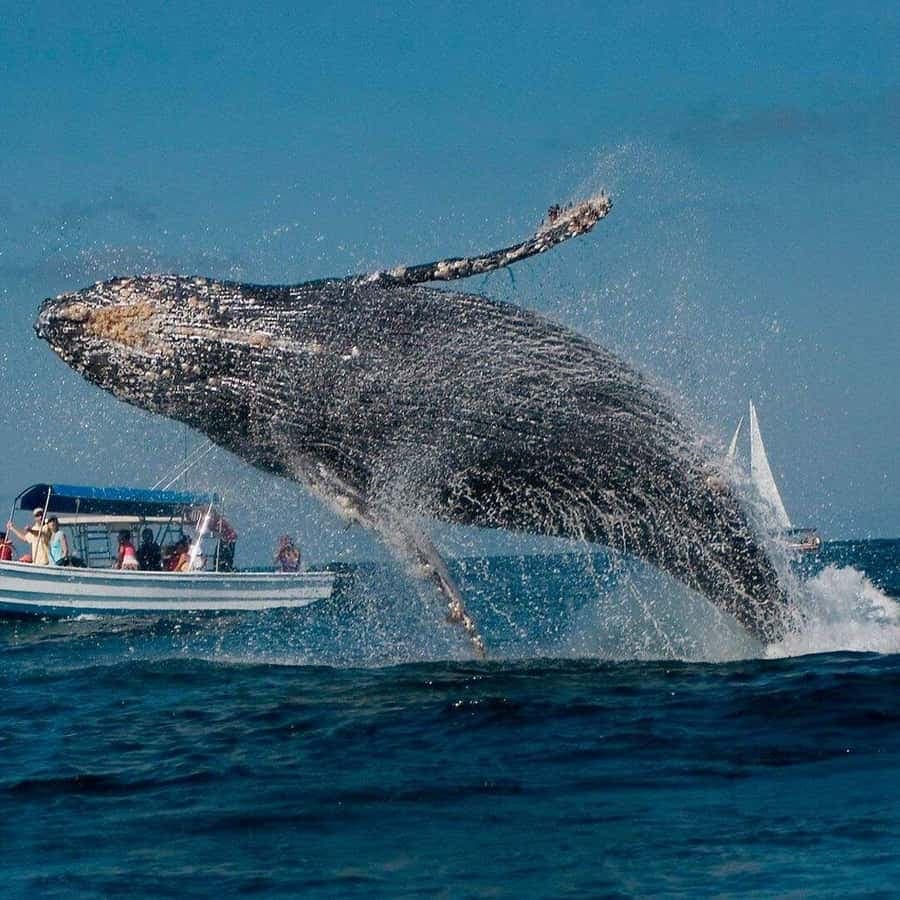Samaná Full Day, Whales, Cayo Levantado, Lemon Waterfall