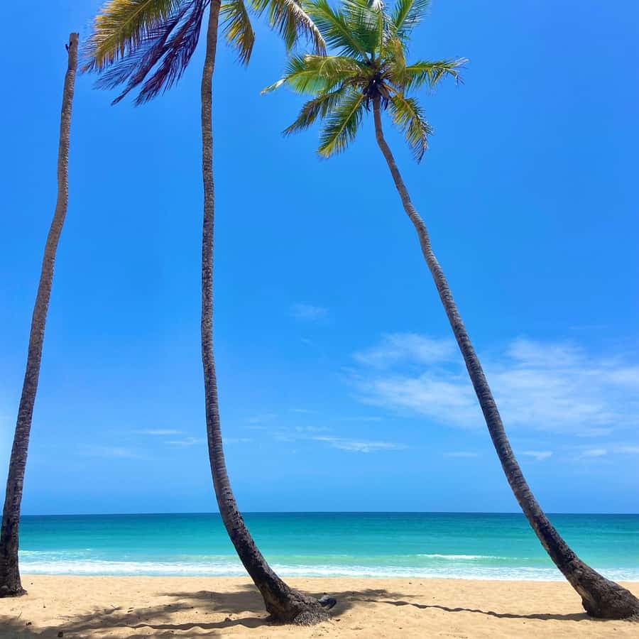 Saona Island Full-Day Cruise, Natural Pool and Lunch