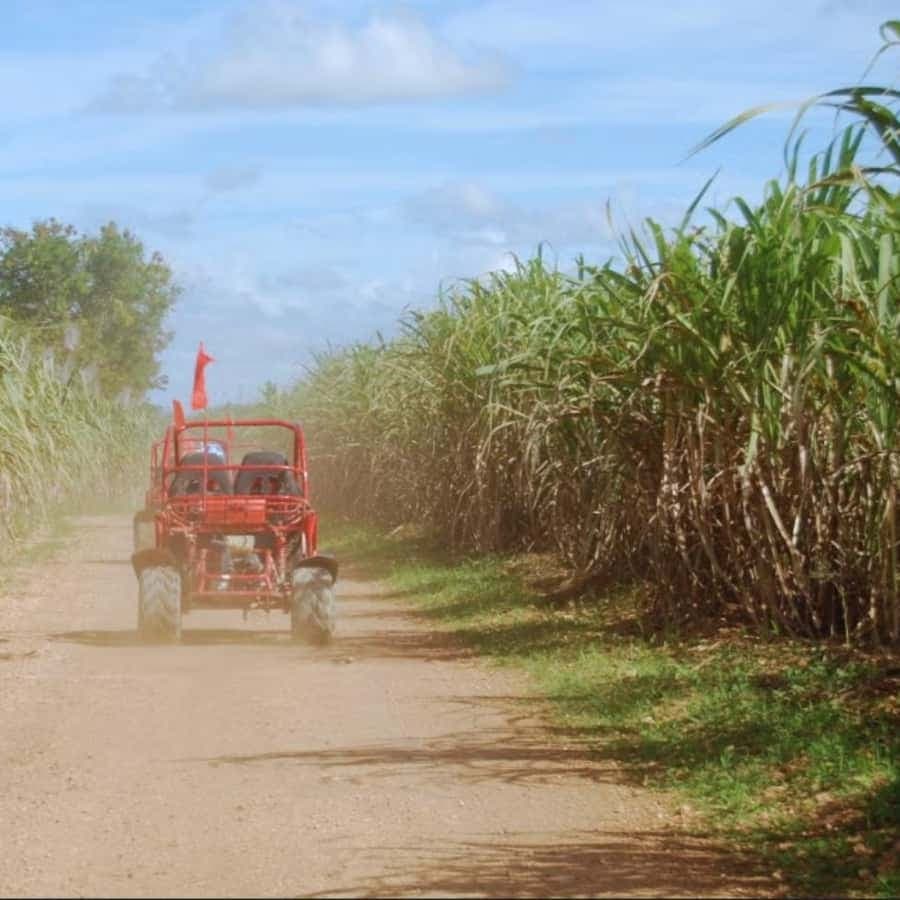 From Punta Cana or La Romana: Sugarcane Fields Buggy or Quad
