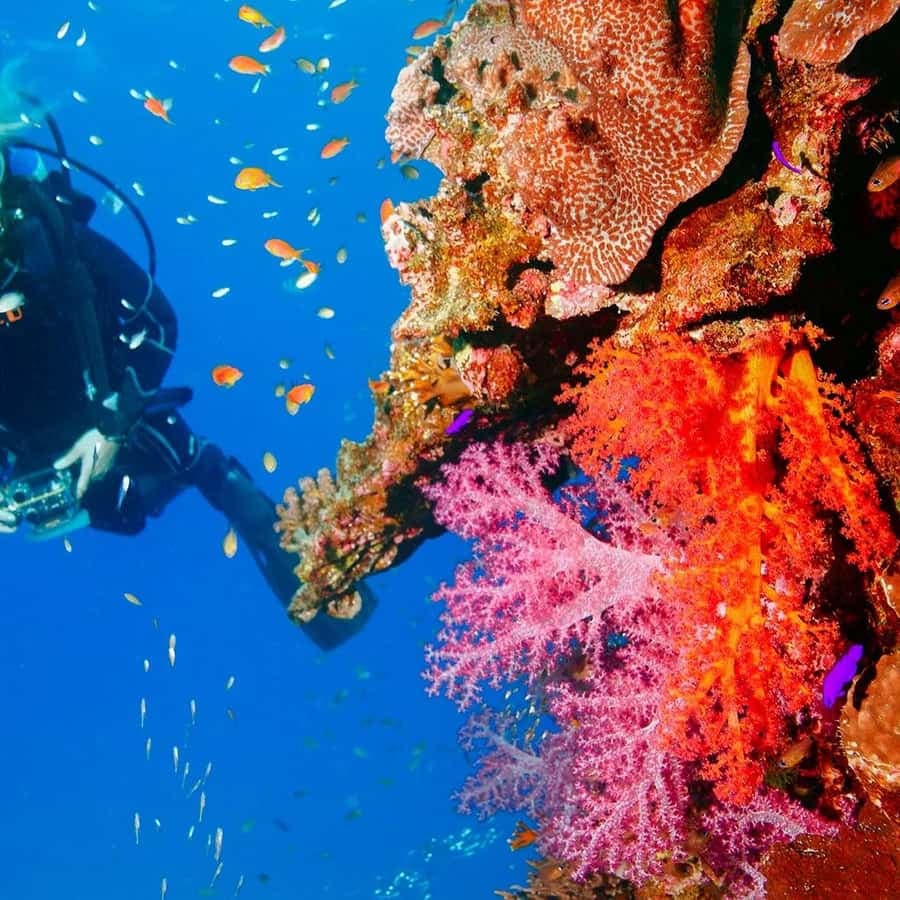 Punta Cana: Reef Diving Adventure Explore Underwater Wonders