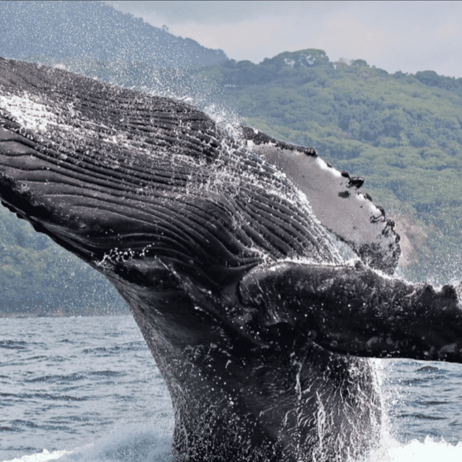 Samana: Whale-Watching and Cayo Levantado Full-Day Tour