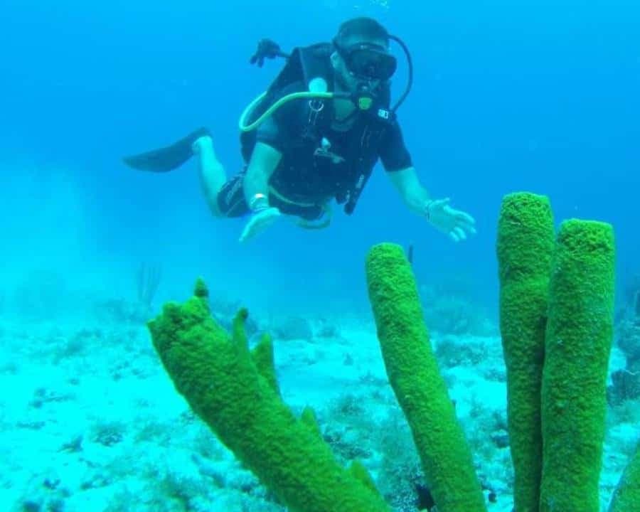 Scuba Diving in Catalina Island