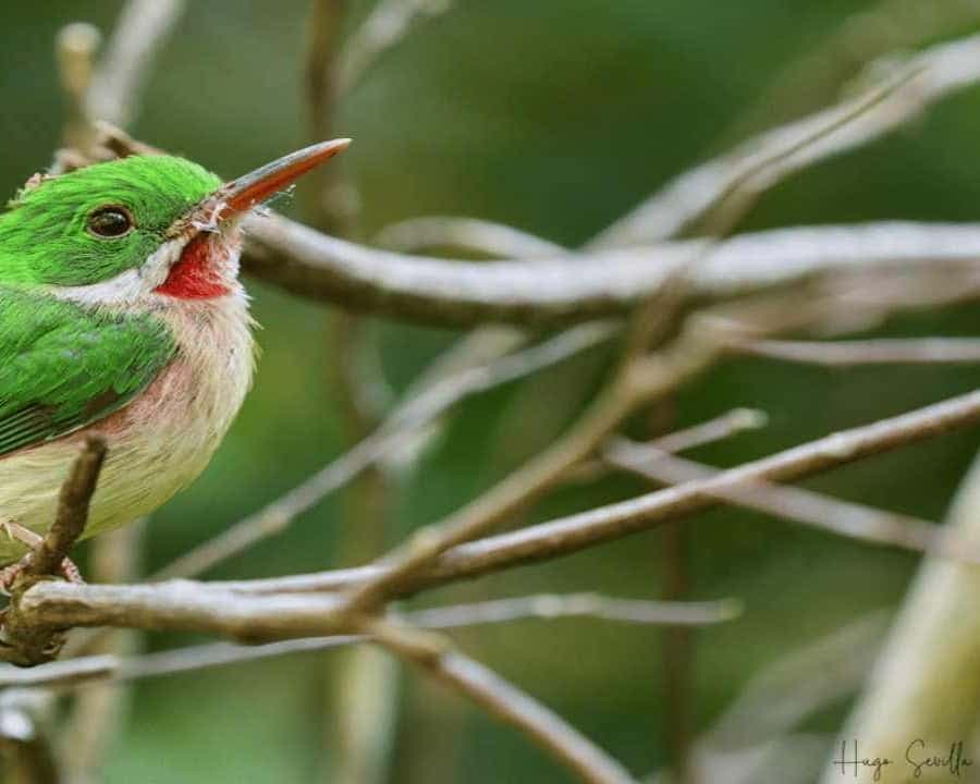 Bayahibe: Birdwatching Tour with Guide