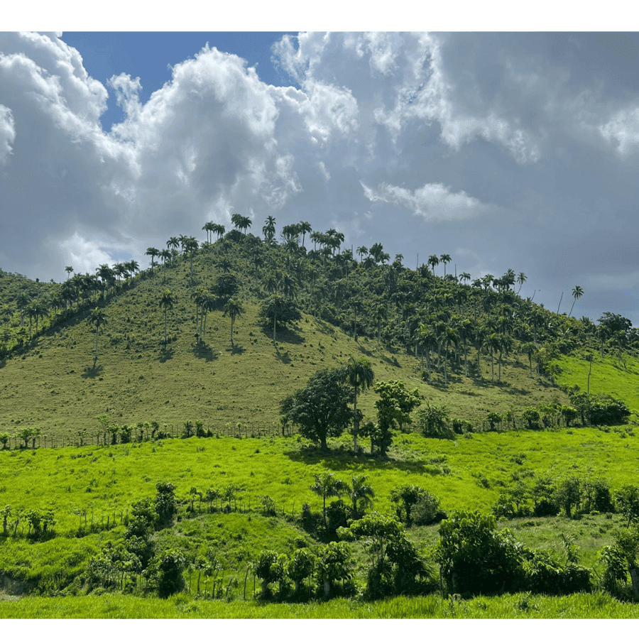 Higuey discovery, coffee and cocoa tasting from punta cana