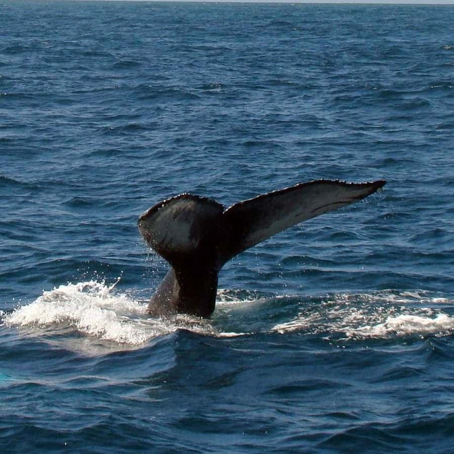 Boca Chica to Samaná Whale Watching | Private Catamaran Tour