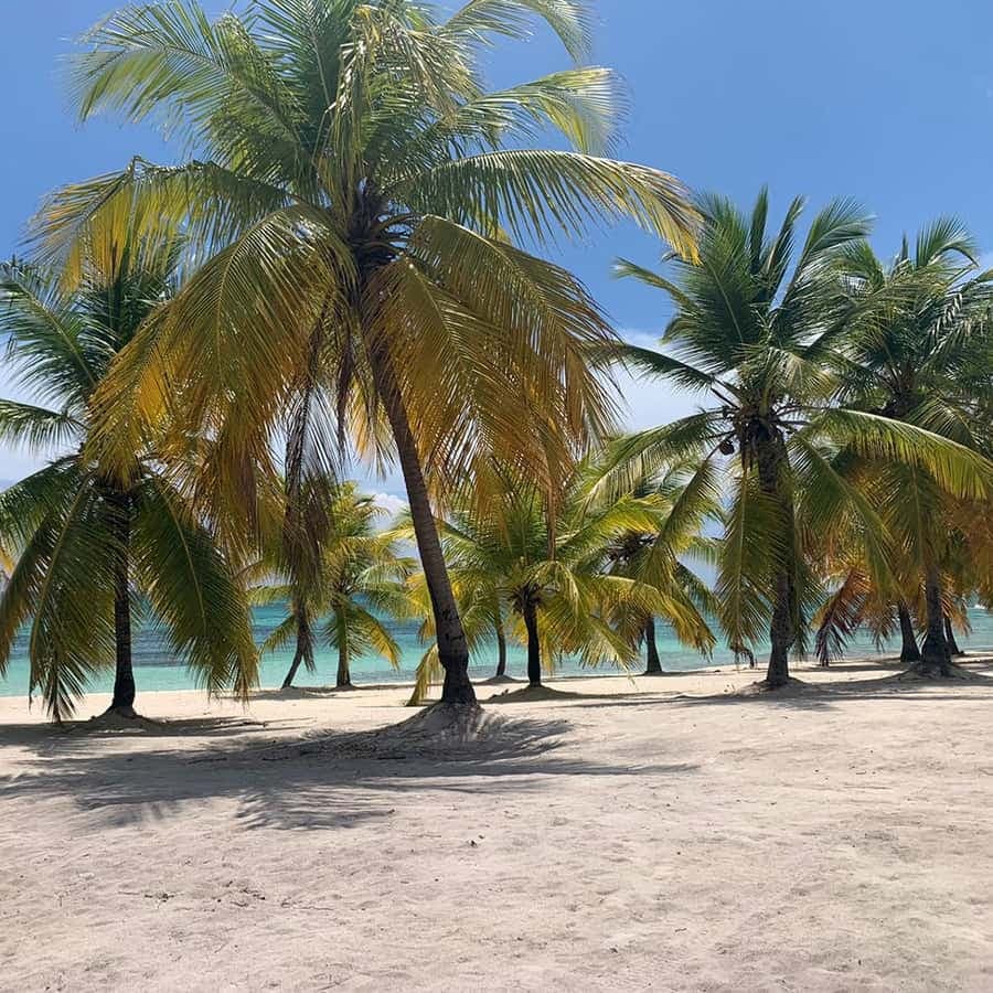 Punta Cana: Saona Island Premium 3 beaches