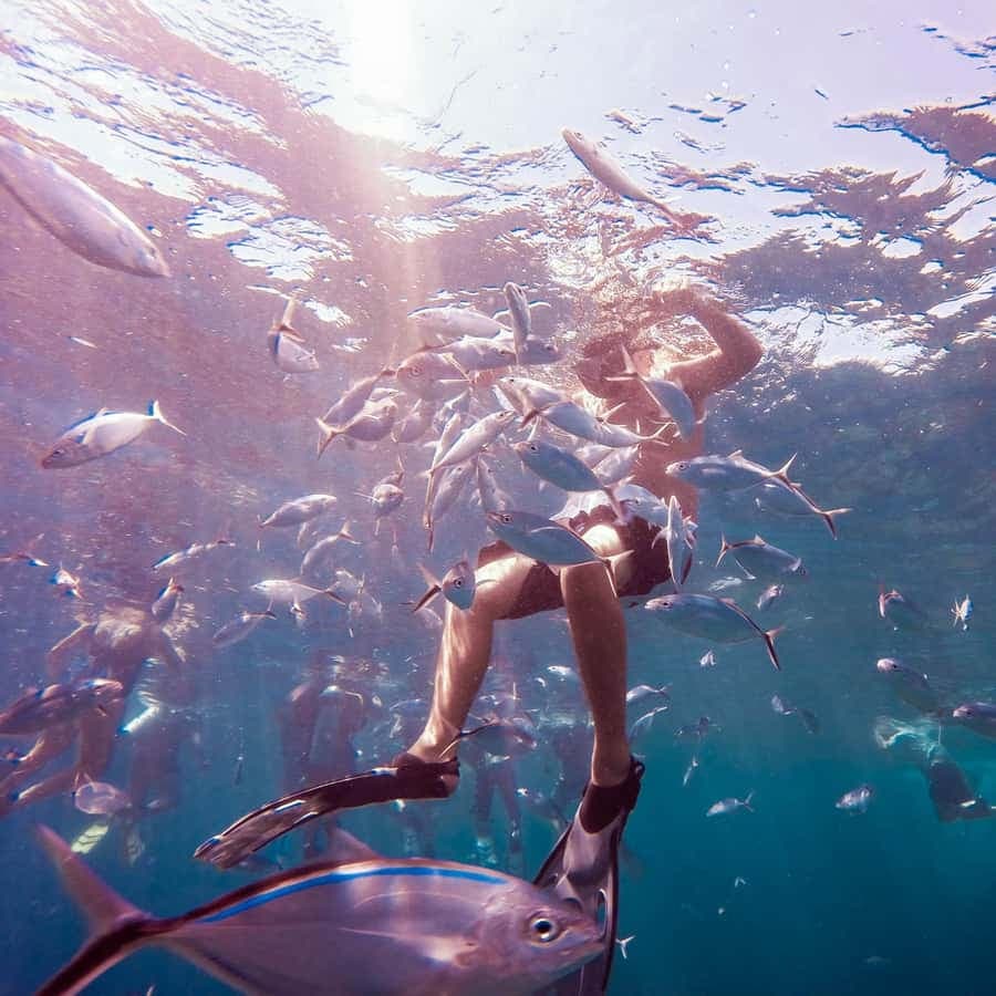 Catalina Island Full-Day Snorkeling + Lunch from Punta Cana