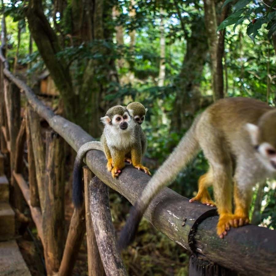 Monkey Encounter + ATV Riding Adventure – Puerto Plata