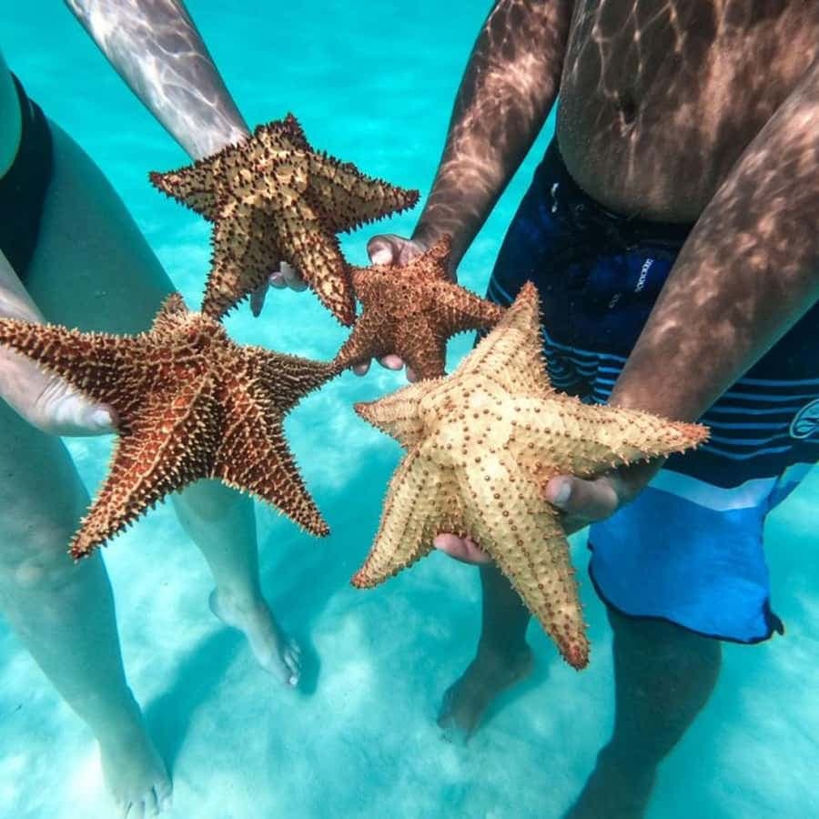 Punta Cana: Saona Island Day Tour and Catamaran Party