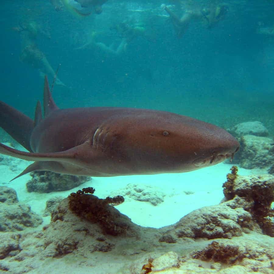 Punta Cana: Marinarium Snorkeling Cruise