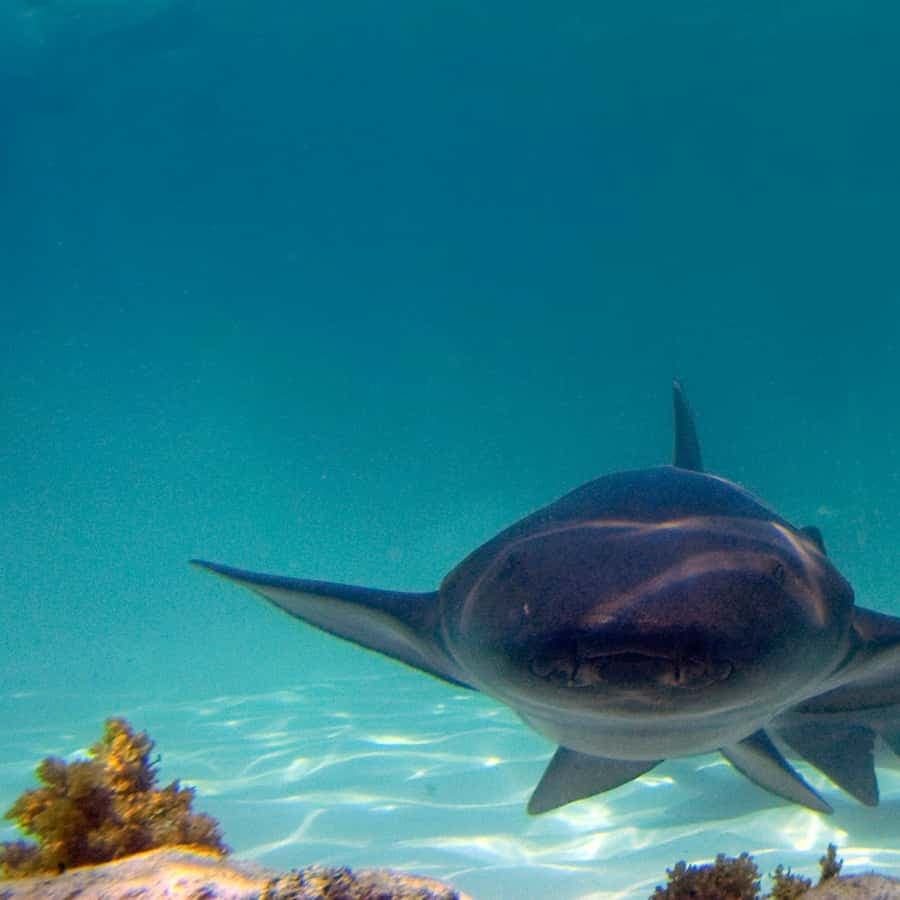 Punta Cana: Reef Explorer Access w/ Sharks & Stingrays Swim