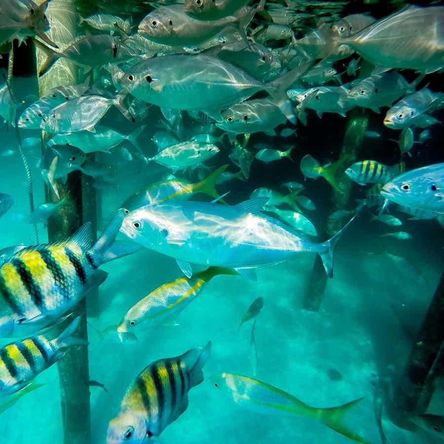 Punta Cana: Marinarium Snorkeling Cruise