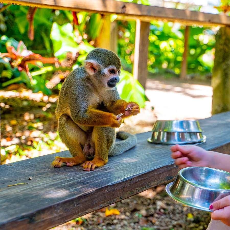 From Bayahibe: Half Day Monkeyland Safari