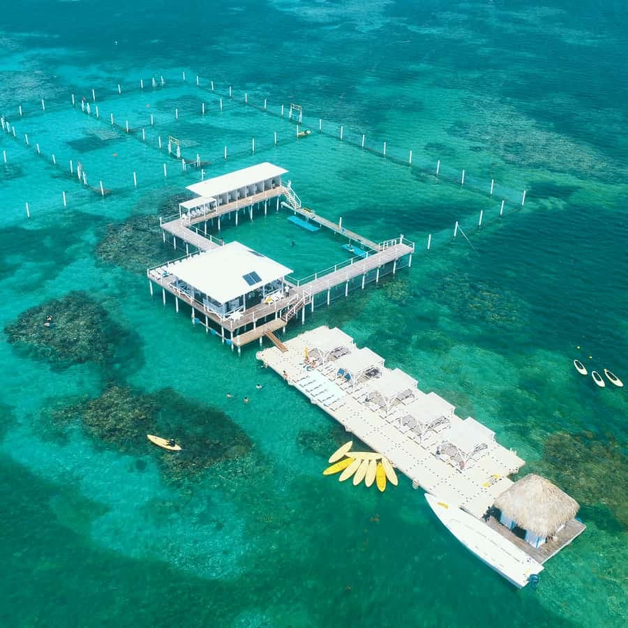 Punta Cana: Reef Explorer Access w/ Sharks & Stingrays Swim