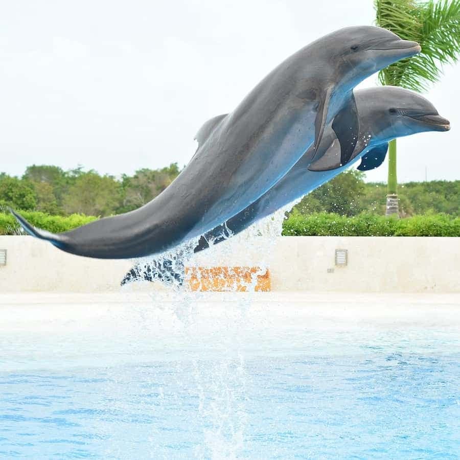 Punta Cana: Swim or Interact with Dolphins in the Sea