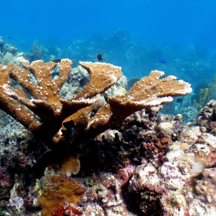 From Punta Cana: Small Group Catalina Island Snorkeling Tour