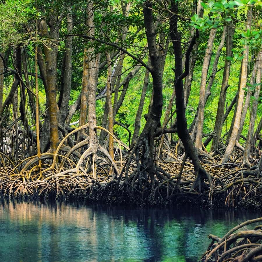 From Punta Cana: Los Haitises & Caño Hondo Private Boat Tour