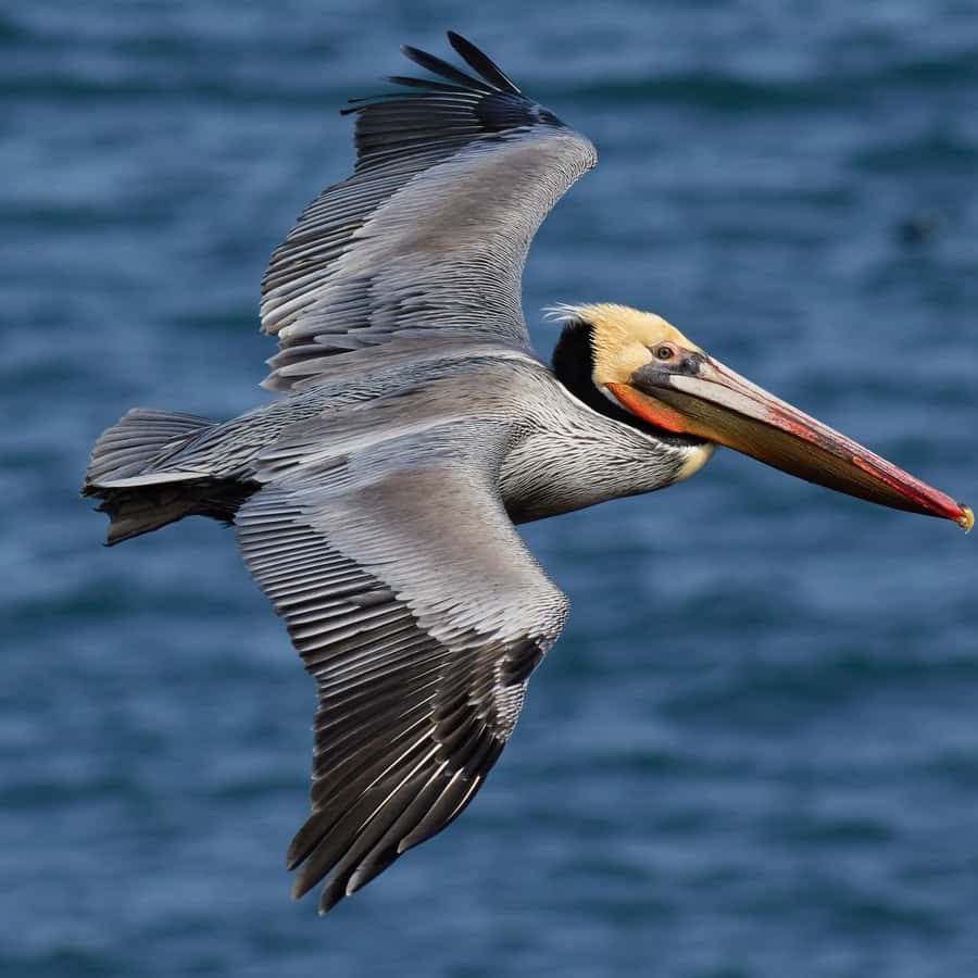 From Punta Cana: Los Haitises & Caño Hondo Private Boat Tour
