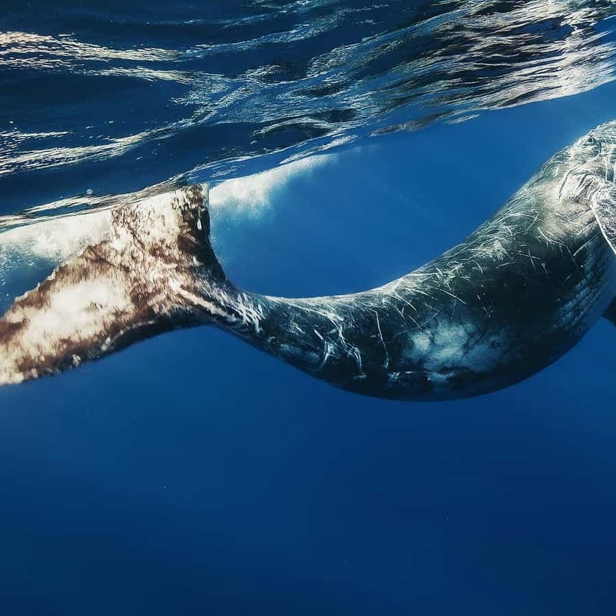 Samana: City Tour with Whale Watching & Cayo Levantado Stop
