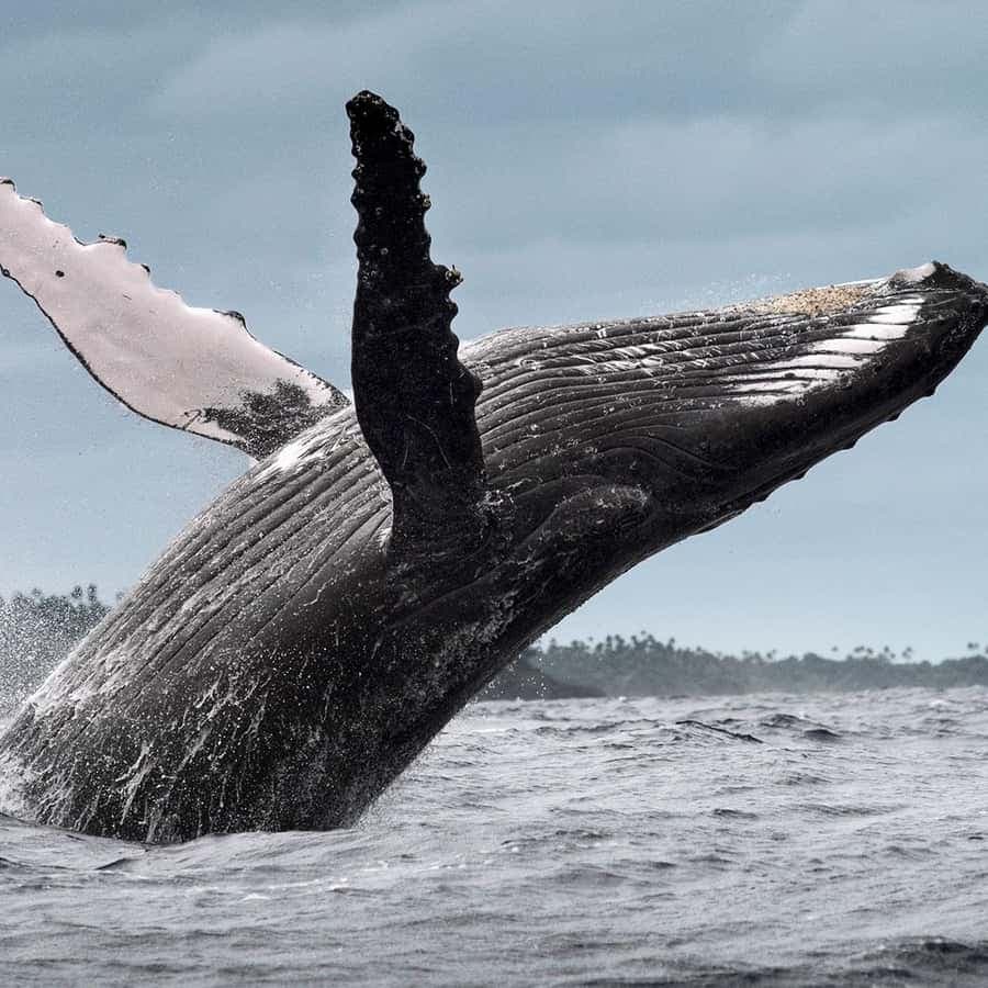 From Samaná: Whale Watching and Cayo Levantado Island Tour