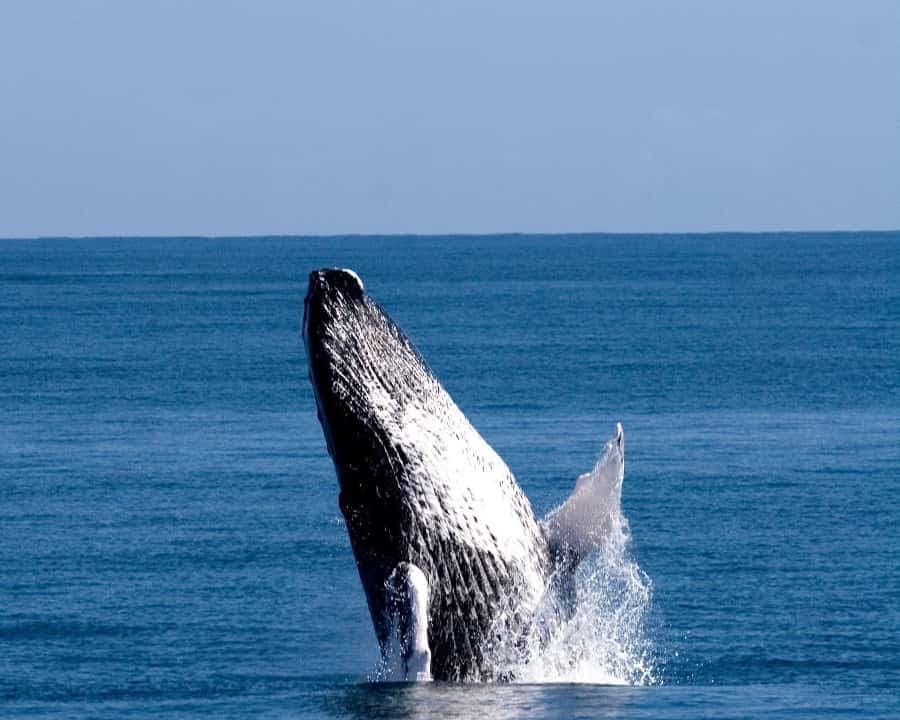 From Punta Cana: Whale Watching and Beaches Day Trip