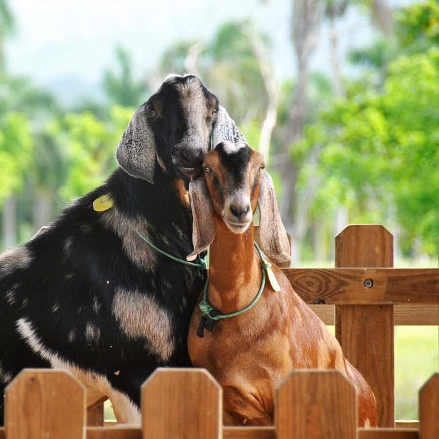 Punta Cana Xploration Animal Park Bus Tour with Hotel Pickup – Adults $90, Kids $68