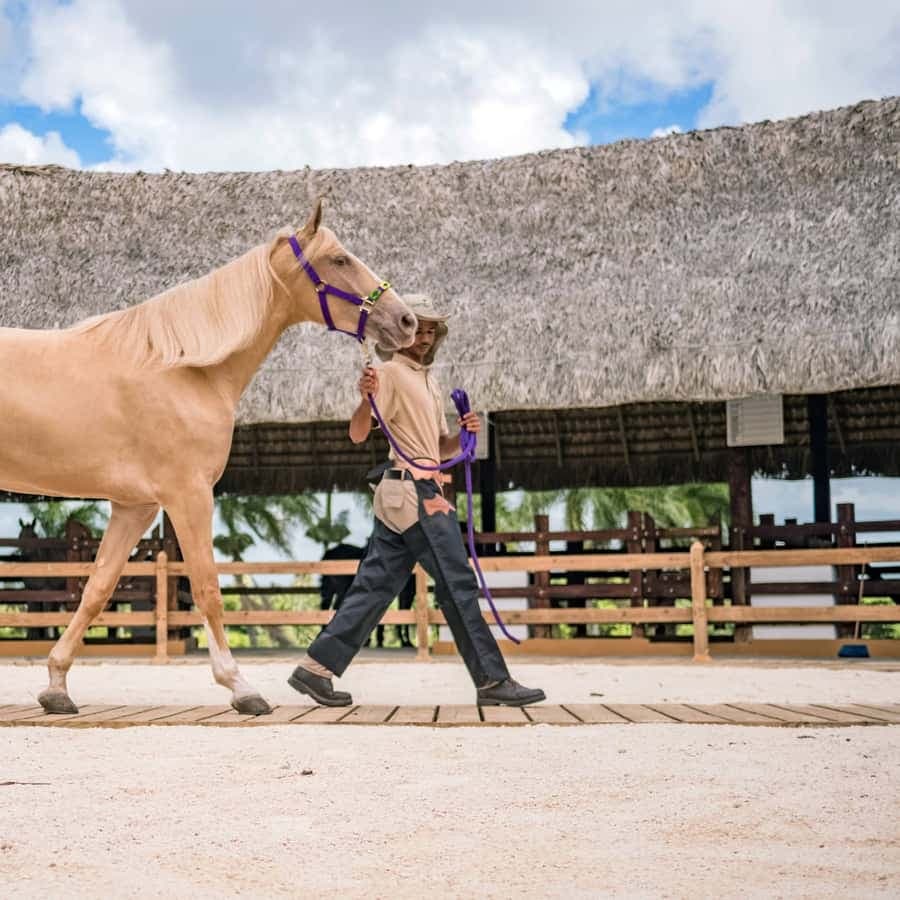 Punta Cana Xploration Animal Park Bus Tour with Hotel Pickup – Adults $90, Kids $68