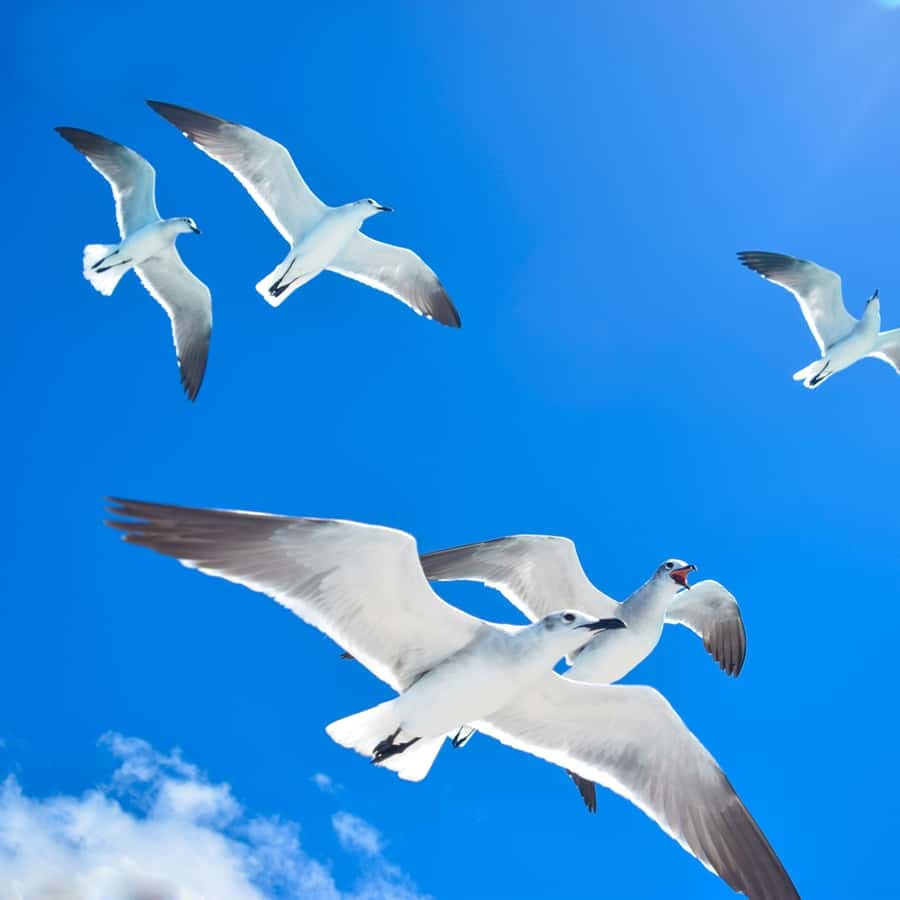 From Punta Cana: Saona Island Full Day Trip with Lunch