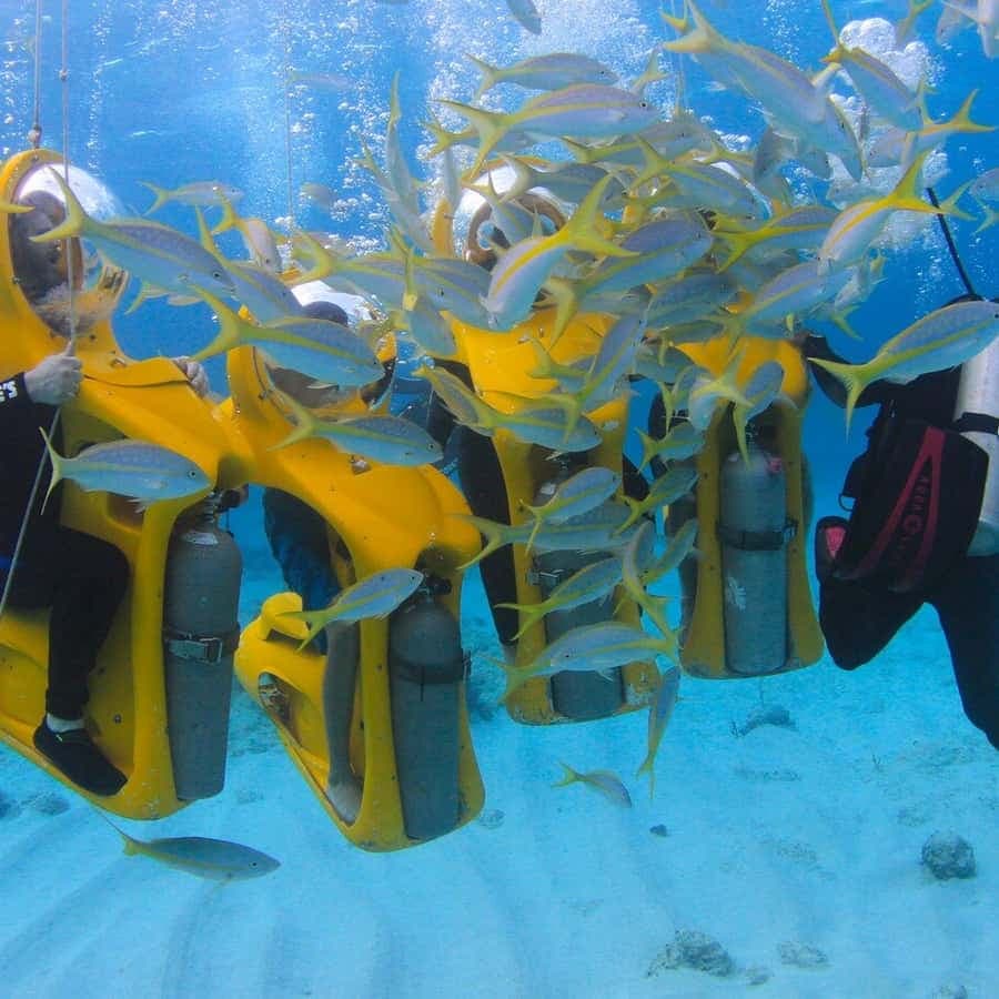 Punta Cana: Scoba Doo Discover the Underwater Wonders