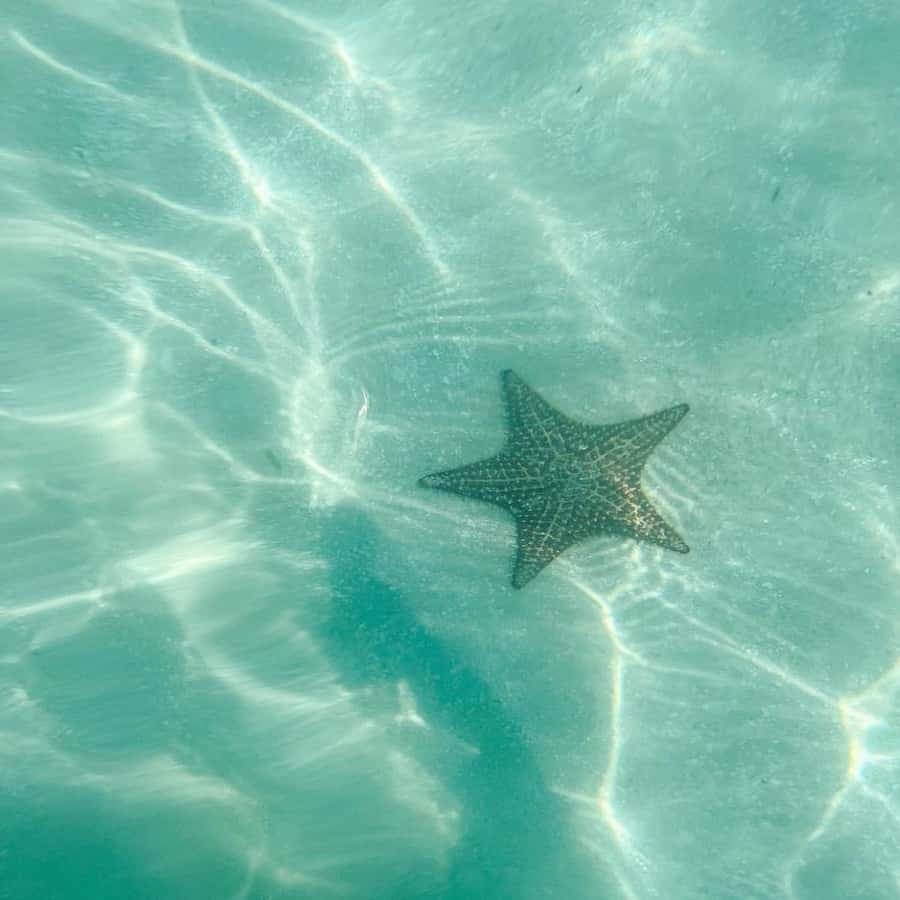 Saona Island VIP: 4 Beaches , Mano Juan & Canto de la Playa