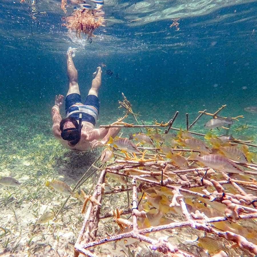Punta Cana Coral Reef Restoration & Snorkelling Experience