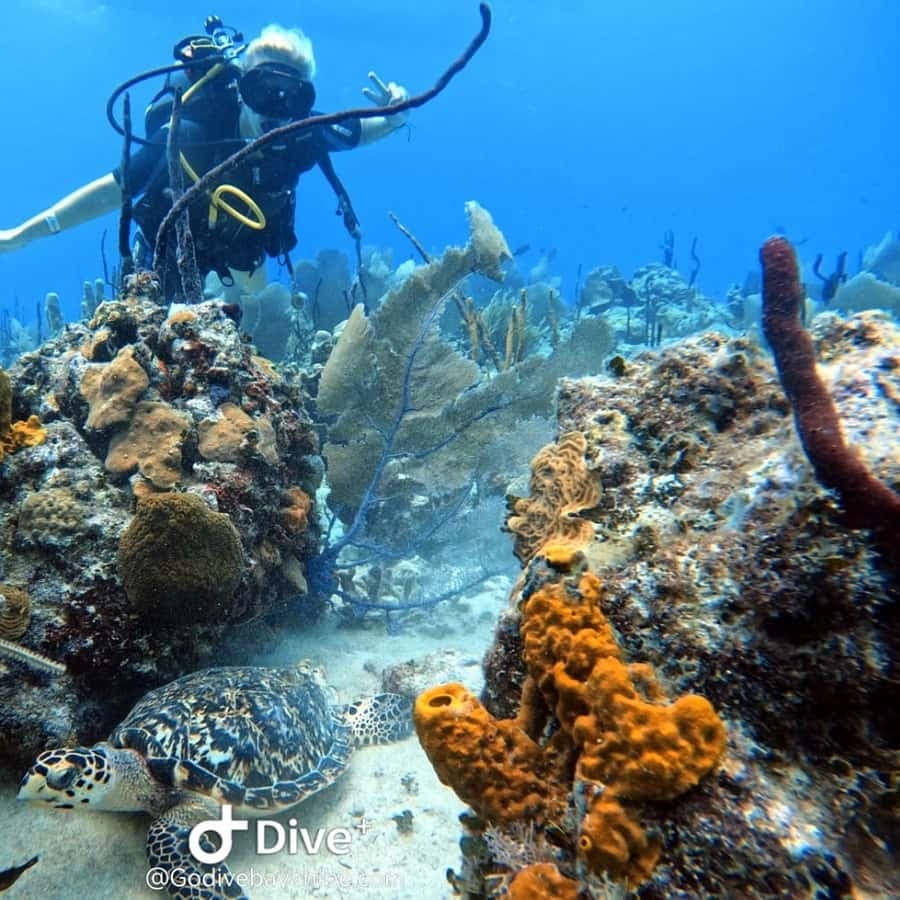Bayahibe: Scuba Diving Initiation by Go Dive Bayahibe