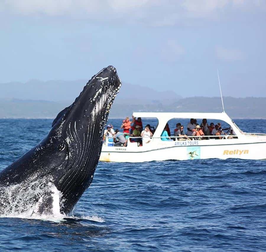Samaná Full Day, Whales, Cayo Levantado, Lemon Waterfall