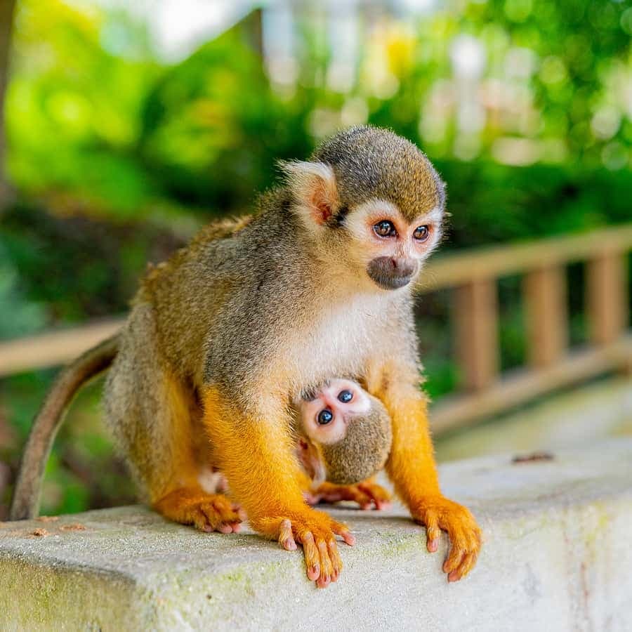 Samaná: Monkeyland and Open-Air Safari Truck Tour