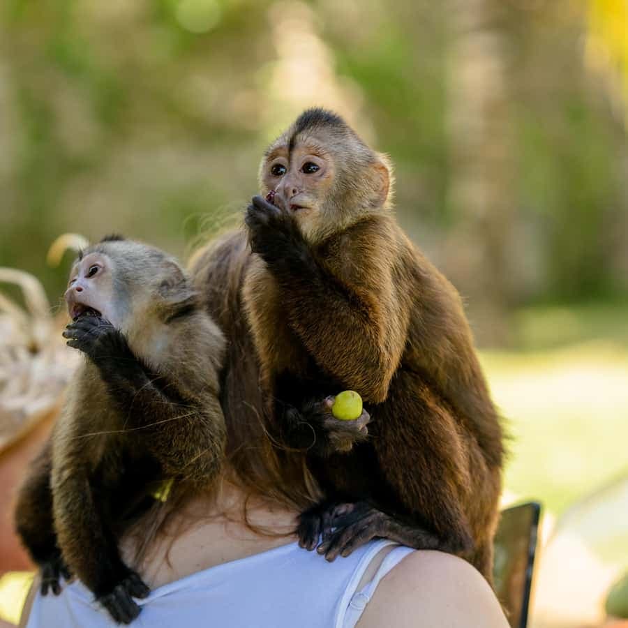 Punta Cana: Interactive Experience at Monkey House