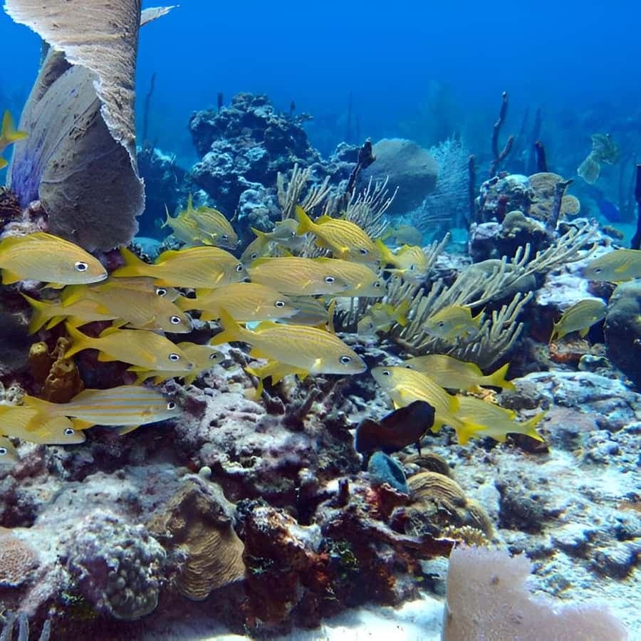 Catalina Island Full-Day Snorkeling + Lunch from Punta Cana
