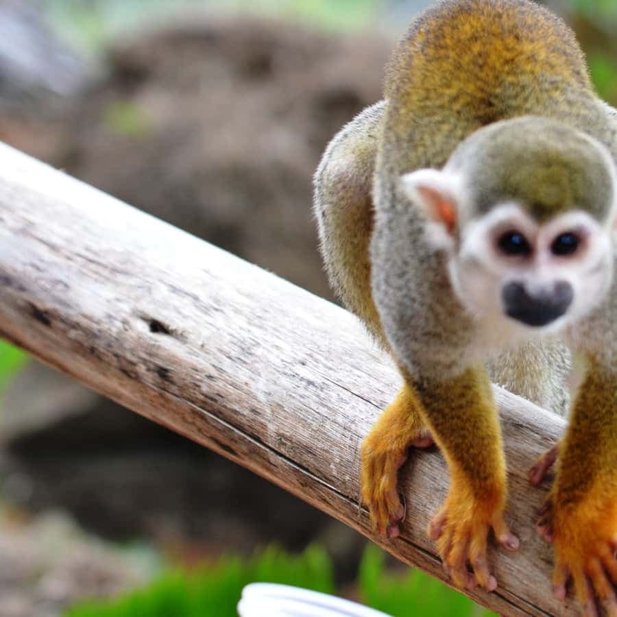 Bayahibe/La Romana: 4x4 Buggy and Monkeyland Tour