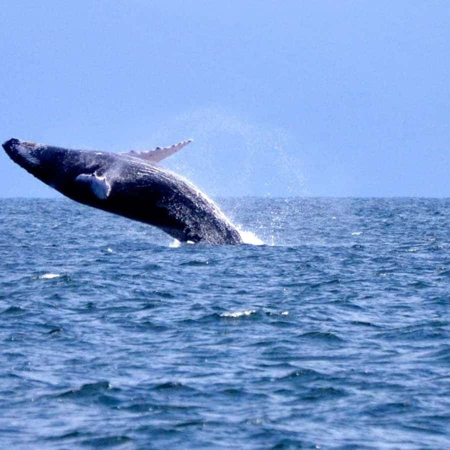 Bayahibe to Samaná Whale Watching | Private Catamaran Tour