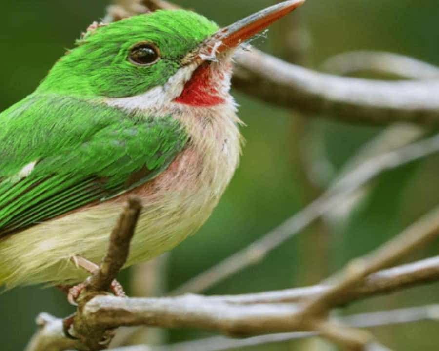 Bayahibe: Birdwatching Tour with Guide