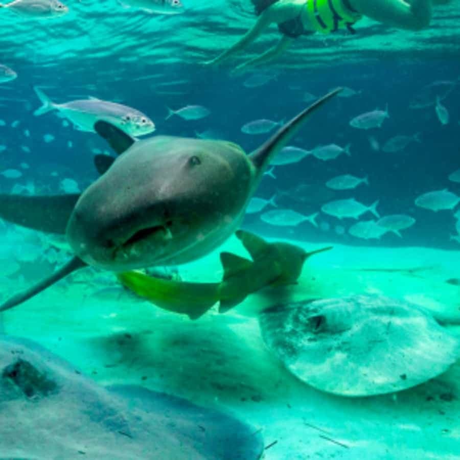 Punta Cana: Dolphin Experience