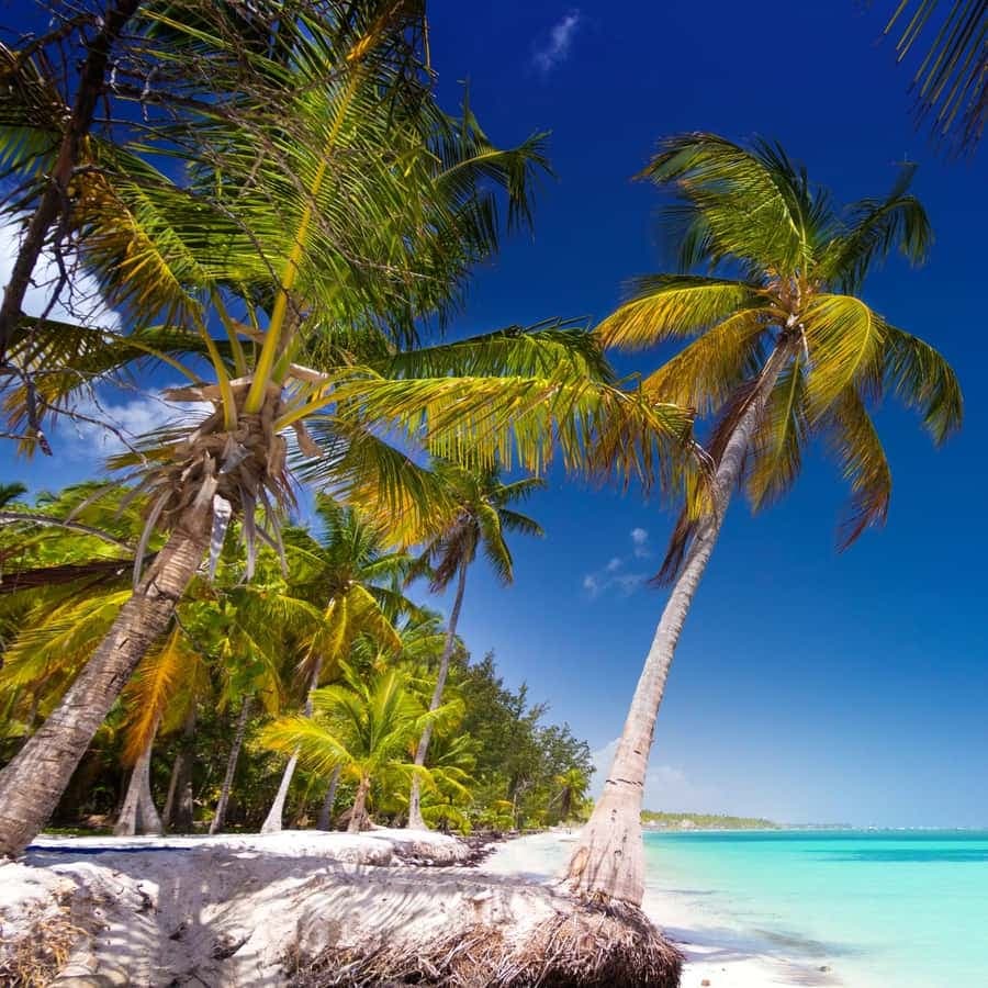 Saona Island: Catamaran/Speedboat Tour to a Dream Beach