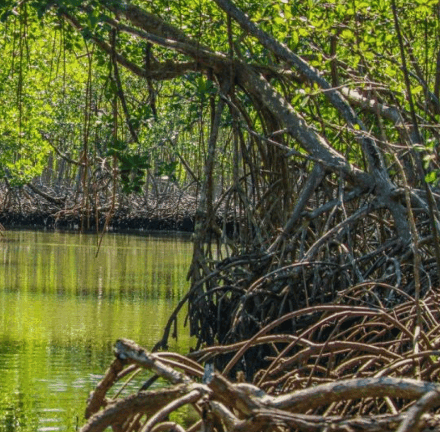 Punta Cana: 2-Day Saona Island and Los Haitises Adventure