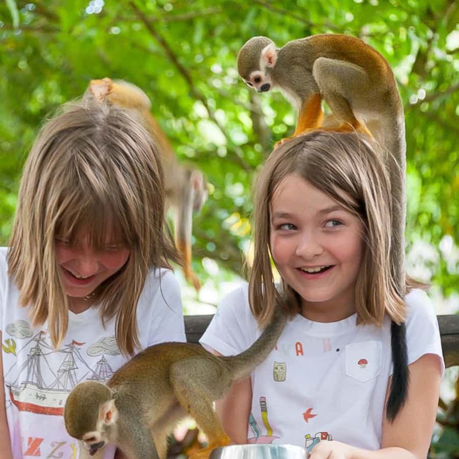 Punta Cana: Ziplines Adventures & Monkeyland Entry