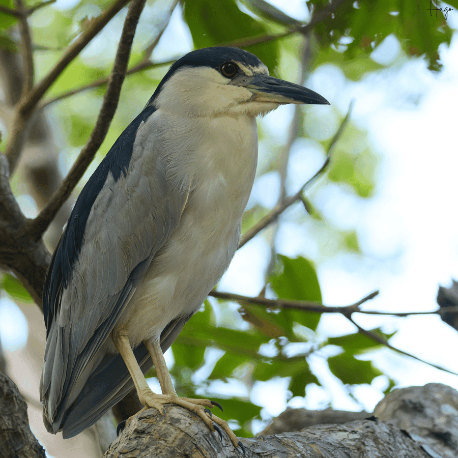 La Romana: Bird Watching From Casa de Campo