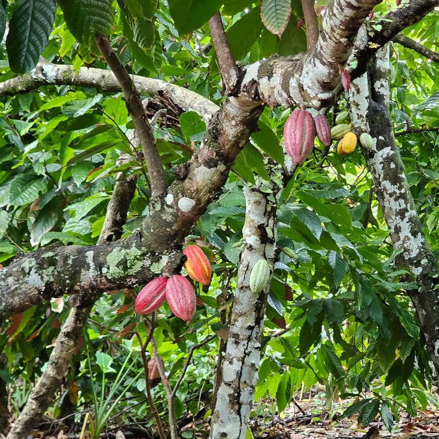 Individual full-day tour "Land & People" - from/to Bávaro/Punta Cana