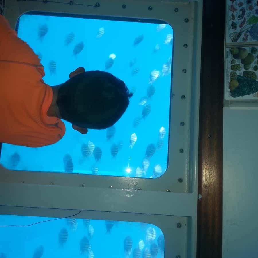 Saona Island in a semi-submarine and snorkeling.