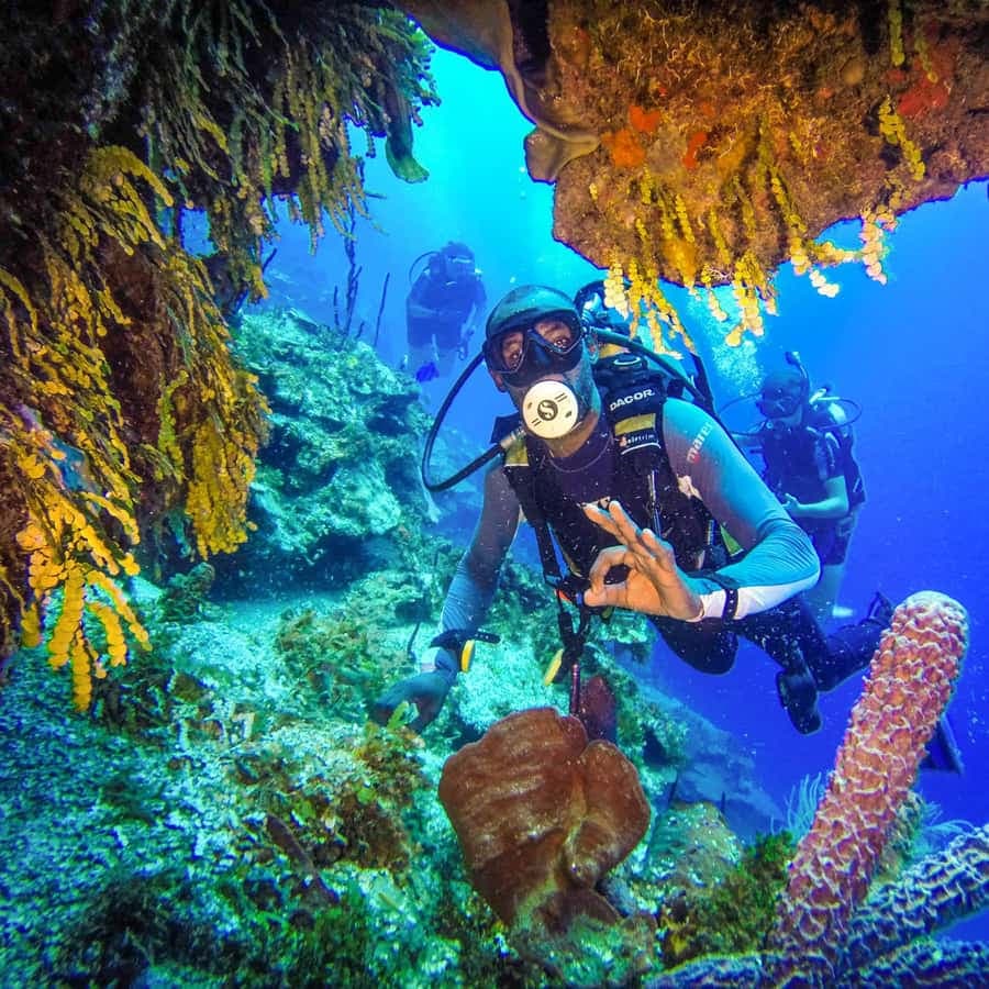 Punta Cana: Reef Diving Adventure Explore Underwater Wonders
