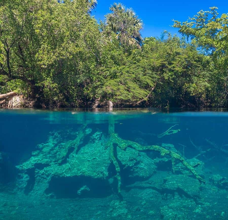 Swim in the Cenotes Ojos Indígenas